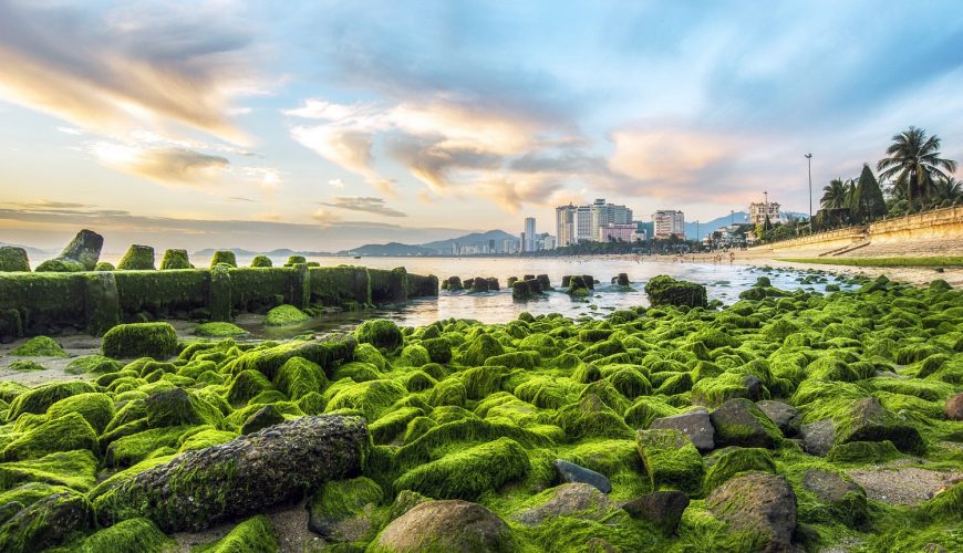 Bạn có thể tìm thấy mọi thứ về cuộc sống ở Nha Trang trên NhaTrangLives.com